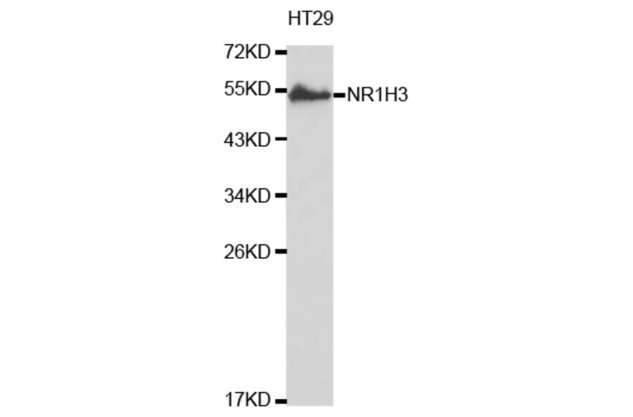 Western blot - NR1H3 Antibody from Signalway Antibody (32621) - Antibodies.com