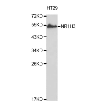 Western blot - NR1H3 Antibody from Signalway Antibody (32621) - Antibodies.com