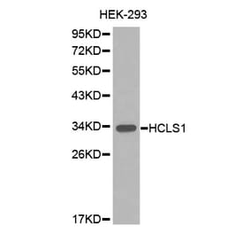 Western blot - HCLS1 Antibody from Signalway Antibody (32635) - Antibodies.com