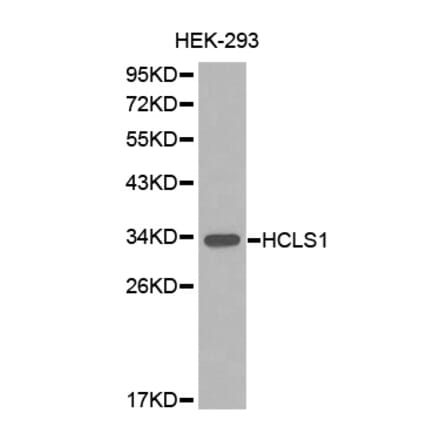 Western blot - HCLS1 Antibody from Signalway Antibody (32635) - Antibodies.com