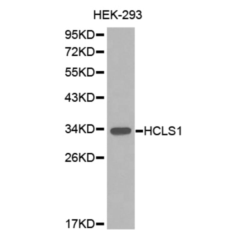 Western blot - HCLS1 Antibody from Signalway Antibody (32635) - Antibodies.com