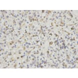 Immunohistochemistry - HCLS1 Antibody from Signalway Antibody (32635) - Antibodies.com