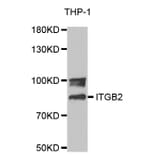 Western blot - ITGB2 Antibody from Signalway Antibody (32640) - Antibodies.com