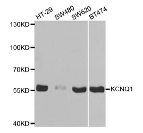 Western blot - KCNQ1 Antibody from Signalway Antibody (32641) - Antibodies.com