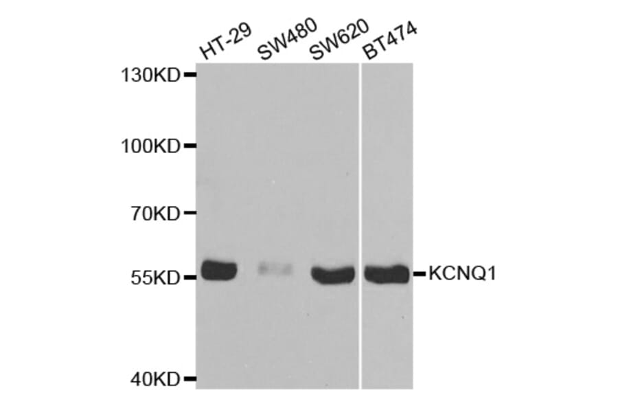 Western blot - KCNQ1 Antibody from Signalway Antibody (32641) - Antibodies.com