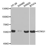 Western blot - KCNQ1 Antibody from Signalway Antibody (32641) - Antibodies.com