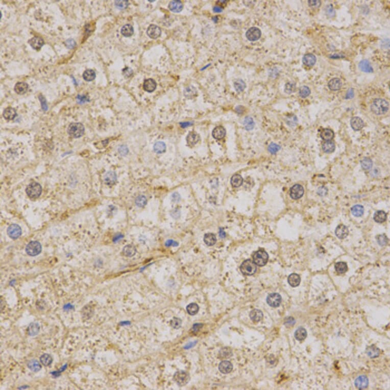 Immunohistochemistry - KCNQ1 Antibody from Signalway Antibody (32641) - Antibodies.com