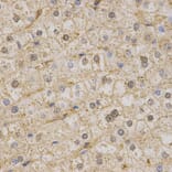 Immunohistochemistry - KCNQ1 Antibody from Signalway Antibody (32641) - Antibodies.com