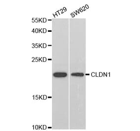 Western blot - CLDN1 Antibody from Signalway Antibody (32658) - Antibodies.com