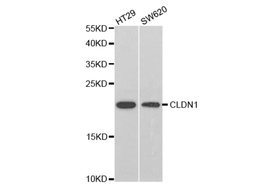 Western blot - CLDN1 Antibody from Signalway Antibody (32658) - Antibodies.com