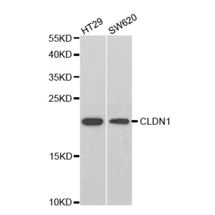 Western blot - CLDN1 Antibody from Signalway Antibody (32658) - Antibodies.com