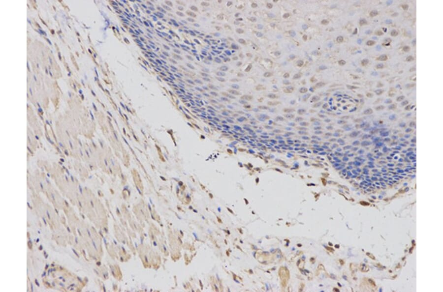 Immunohistochemistry - ABCC4 Antibody from Signalway Antibody (32660) - Antibodies.com