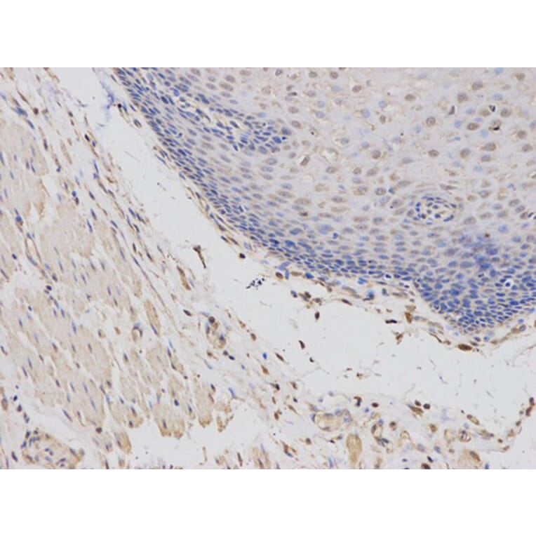 Immunohistochemistry - ABCC4 Antibody from Signalway Antibody (32660) - Antibodies.com