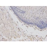 Immunohistochemistry - ABCC4 Antibody from Signalway Antibody (32660) - Antibodies.com