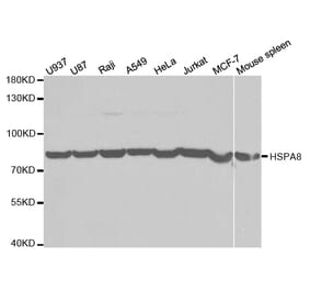 Western blot - HSPA8 Antibody from Signalway Antibody (32668) - Antibodies.com