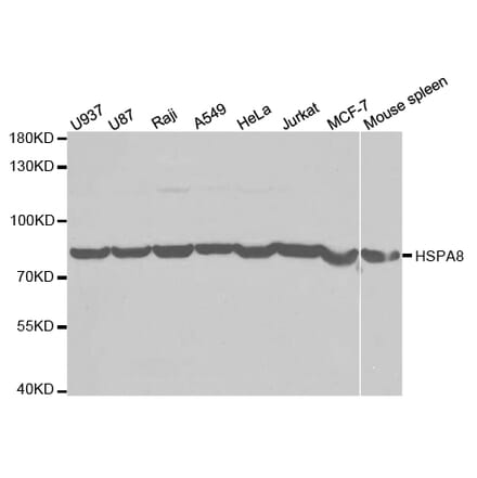 Western blot - HSPA8 Antibody from Signalway Antibody (32668) - Antibodies.com
