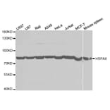 Western blot - HSPA8 Antibody from Signalway Antibody (32668) - Antibodies.com