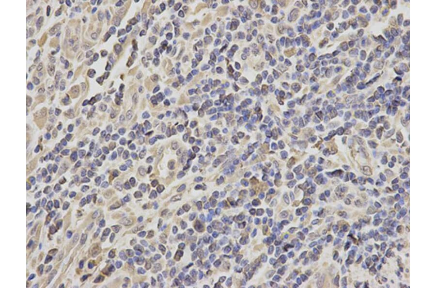 Immunohistochemistry - HSPA8 Antibody from Signalway Antibody (32668) - Antibodies.com