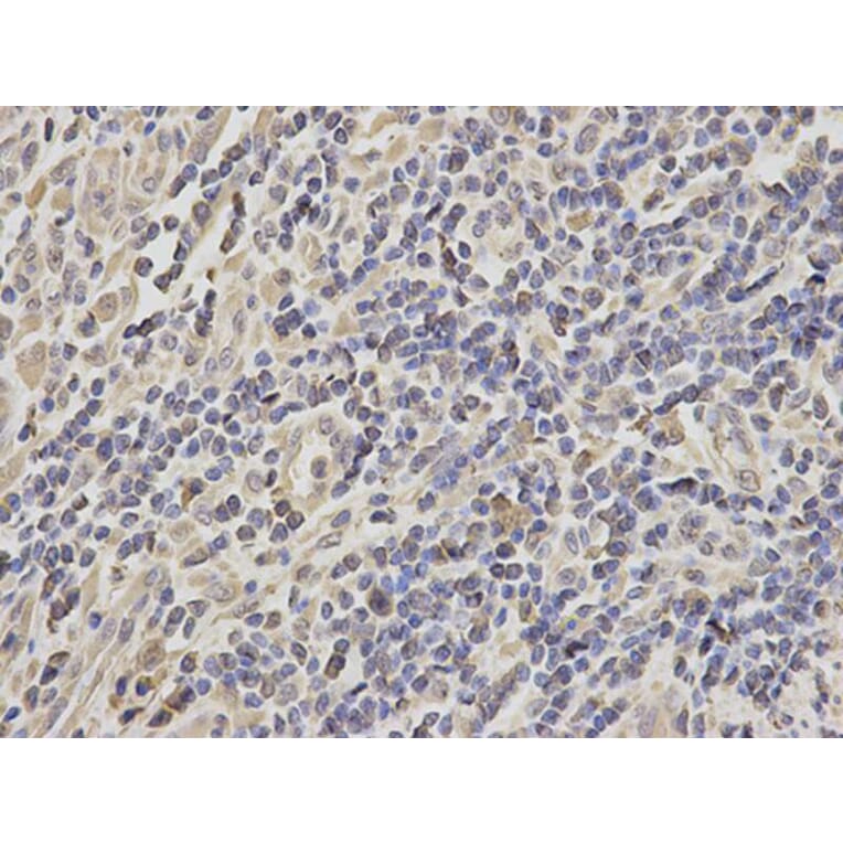 Immunohistochemistry - HSPA8 Antibody from Signalway Antibody (32668) - Antibodies.com