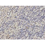 Immunohistochemistry - HSPA8 Antibody from Signalway Antibody (32668) - Antibodies.com