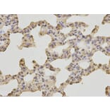 Immunohistochemistry - HSPA8 Antibody from Signalway Antibody (32668) - Antibodies.com