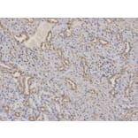 Immunohistochemistry - AP2M1 Antibody from Signalway Antibody (32670) - Antibodies.com