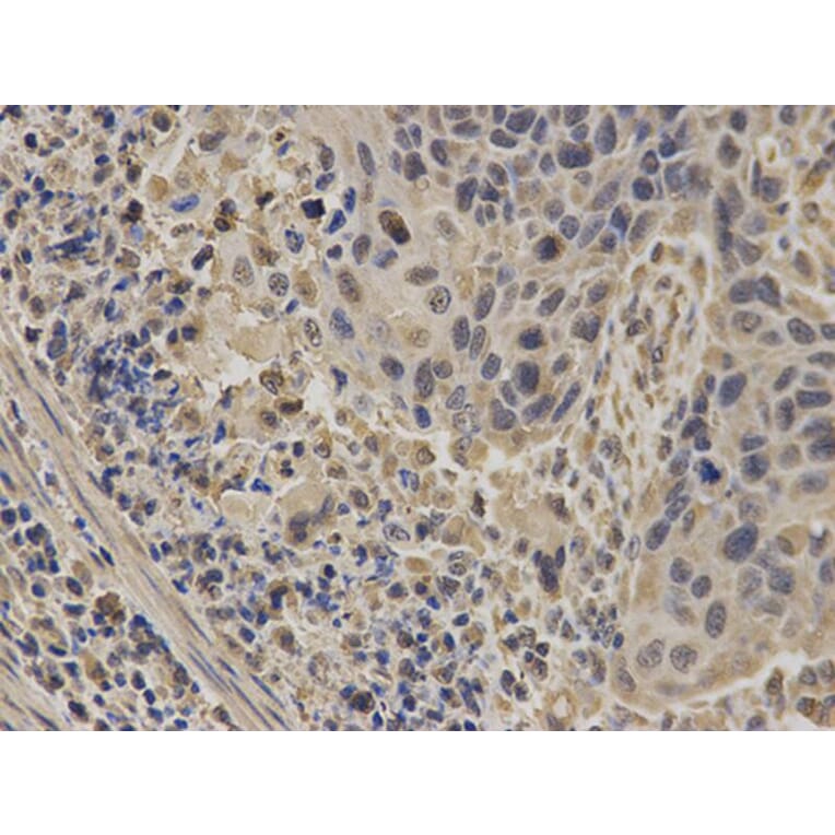 Immunohistochemistry - NUP62 Antibody from Signalway Antibody (32676) - Antibodies.com