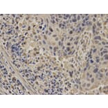 Immunohistochemistry - NUP62 Antibody from Signalway Antibody (32676) - Antibodies.com