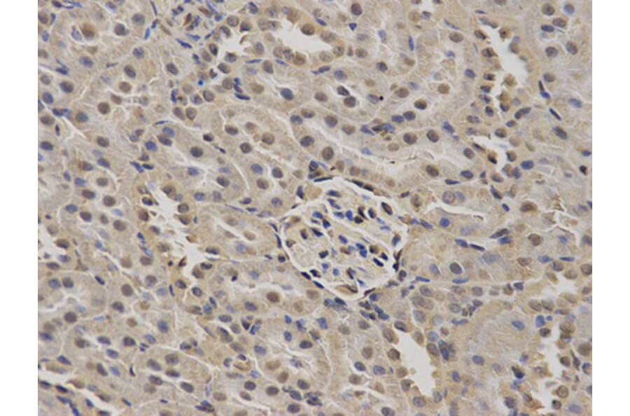 Immunohistochemistry - NUP62 Antibody from Signalway Antibody (32676) - Antibodies.com