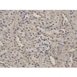 Immunohistochemistry - NUP62 Antibody from Signalway Antibody (32676) - Antibodies.com