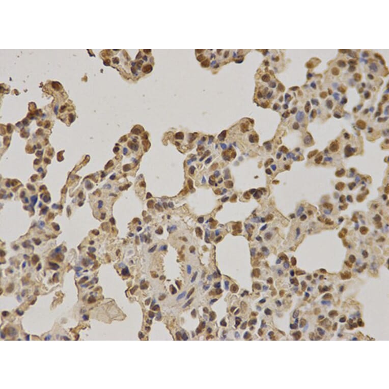 Immunohistochemistry - NUP62 Antibody from Signalway Antibody (32676) - Antibodies.com