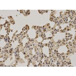 Immunohistochemistry - NUP62 Antibody from Signalway Antibody (32676) - Antibodies.com