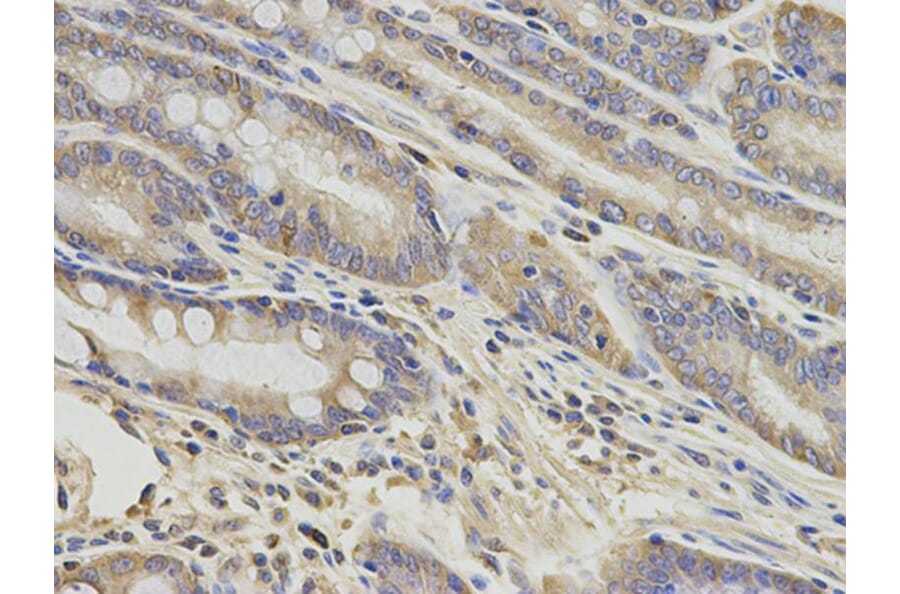 Immunohistochemistry - GNAO1 Antibody from Signalway Antibody (32682) - Antibodies.com