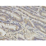 Immunohistochemistry - GNAO1 Antibody from Signalway Antibody (32682) - Antibodies.com