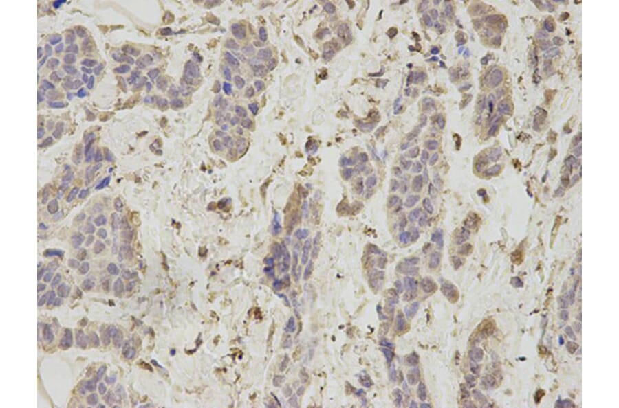 Immunohistochemistry - PSMA1 Antibody from Signalway Antibody (32689) - Antibodies.com