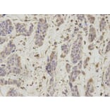 Immunohistochemistry - PSMA1 Antibody from Signalway Antibody (32689) - Antibodies.com
