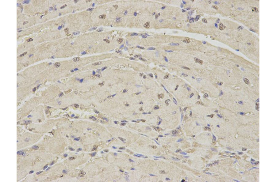 Immunohistochemistry - PSMA1 Antibody from Signalway Antibody (32689) - Antibodies.com