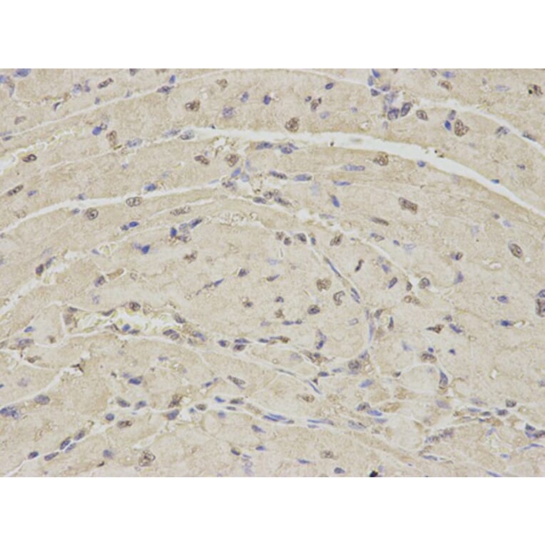 Immunohistochemistry - PSMA1 Antibody from Signalway Antibody (32689) - Antibodies.com