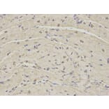 Immunohistochemistry - PSMA1 Antibody from Signalway Antibody (32689) - Antibodies.com