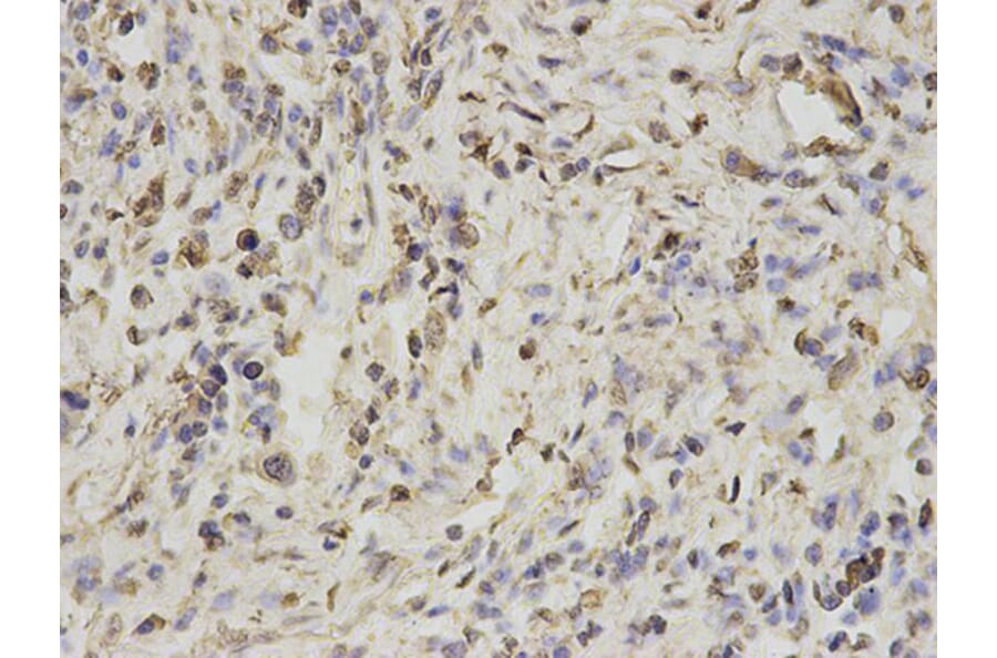Immunohistochemistry - PSMA1 Antibody from Signalway Antibody (32689) - Antibodies.com
