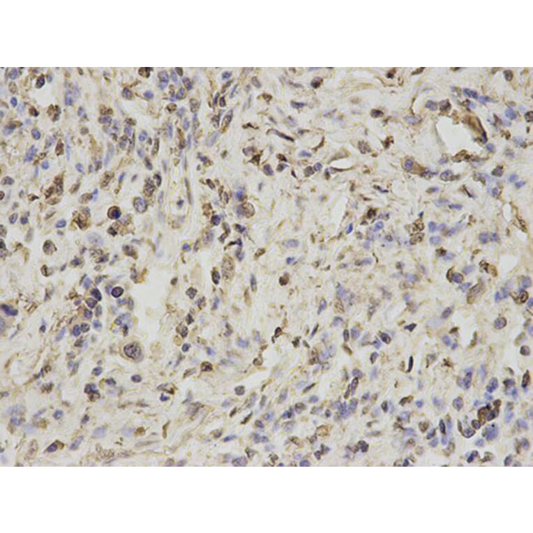 Immunohistochemistry - PSMA1 Antibody from Signalway Antibody (32689) - Antibodies.com