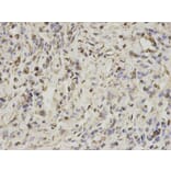 Immunohistochemistry - PSMA1 Antibody from Signalway Antibody (32689) - Antibodies.com