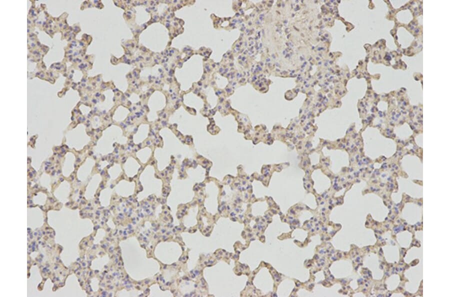 Immunohistochemistry - PSMA1 Antibody from Signalway Antibody (32689) - Antibodies.com