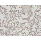 Immunohistochemistry - PSMA1 Antibody from Signalway Antibody (32689) - Antibodies.com