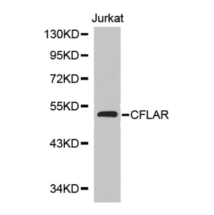 Western blot - CFLAR Antibody from Signalway Antibody (32710) - Antibodies.com