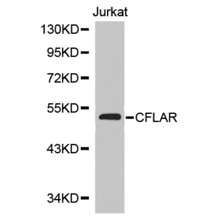 Western blot - CFLAR Antibody from Signalway Antibody (32710) - Antibodies.com