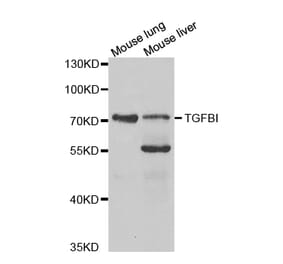 Western blot - TGFBI Antibody from Signalway Antibody (32714) - Antibodies.com