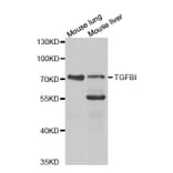 Western blot - TGFBI Antibody from Signalway Antibody (32714) - Antibodies.com