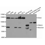 Western blot - PRKG1 Antibody from Signalway Antibody (32717) - Antibodies.com