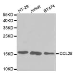 Western blot - CCL28 Antibody from Signalway Antibody (32743) - Antibodies.com